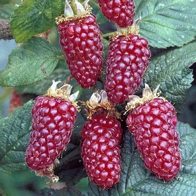 Ежемалина ТАЙБЕРРИ  Ежемалина ТАЙБЕРРИ в Архангельске