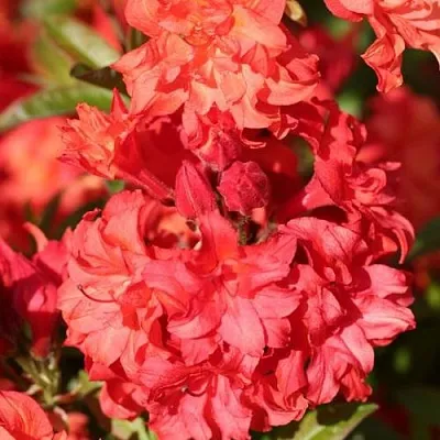 Азалия ФОЙЕРКОПФЕН крупноцветковая  Азалия ФОЙЕРКОПФЕН крупноцветковая в Архангельске