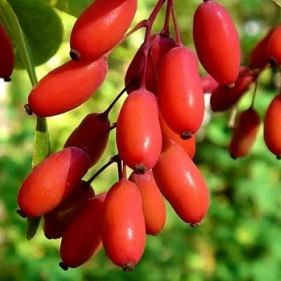 Кизил  Кизил в Архангельске