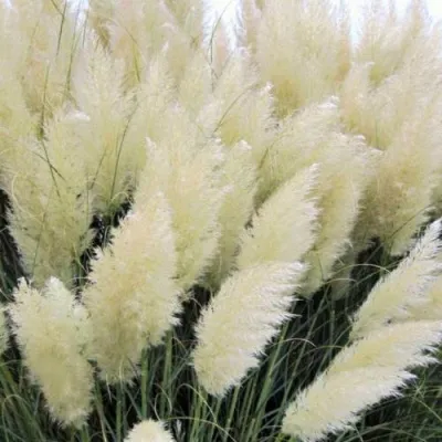 Кортадерия белая (пампасная трава) в Архангельске