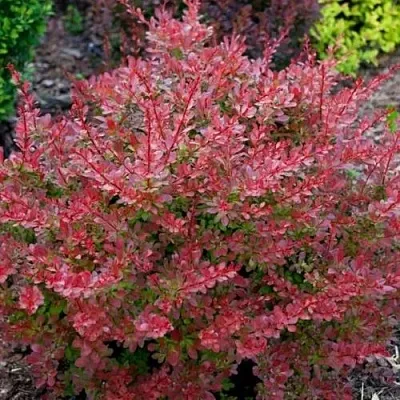 Барбарис ГОЛДЕН РИНГ тунберга  Барбарис ГОЛДЕН РИНГ тунберга в Архангельске