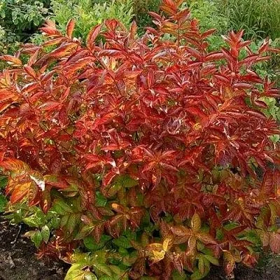 Вейгела ОГНЕННЫЕ КРЫЛЬЯ  Вейгела ОГНЕННЫЕ КРЫЛЬЯ в Архангельске