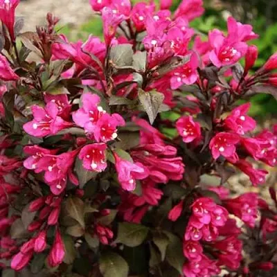 Вейгела БЛЭК РУБИ  Вейгела БЛЭК РУБИ в Архангельске