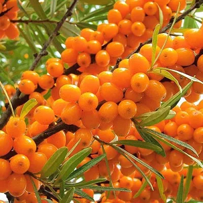 Облепиха  Облепиха в Архангельске