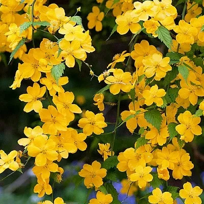 Керрия  Керрия в Архангельске