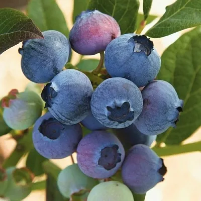 Голубика ОСОРНО  Голубика ОСОРНО в Архангельске