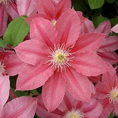 Клематис ЛИТЛ МЕРМЕЙД  Клематис ЛИТЛ МЕРМЕЙД в Архангельске