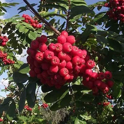 Рябина МОРАВСКАЯ сладкоплодная  Рябина МОРАВСКАЯ сладкоплодная в Архангельске