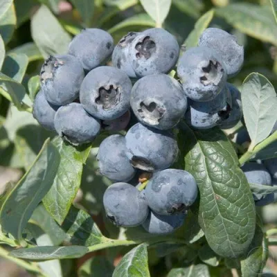 Голубика БРИГИТТА — описание сорта Голубика БРИГИТТА в Архангельске