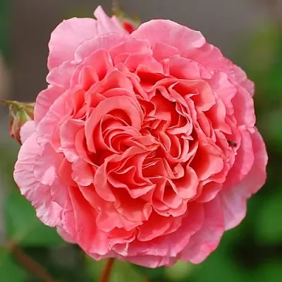 Саженцы роз ЛОРАН КАБРОЛЬ шраб  Саженцы роз ЛОРАН КАБРОЛЬ шраб в Архангельске