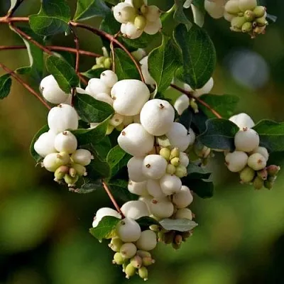 Снежноягодник  Снежноягодник в Архангельске