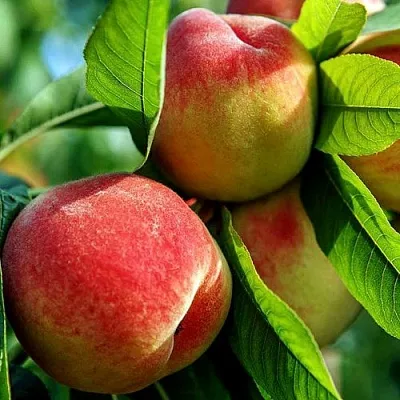 Персик  Персик в Архангельске