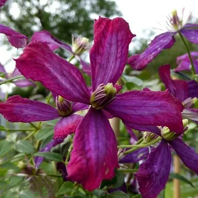 Клематис СВИТ САММЕР ЛАВ  Клематис СВИТ САММЕР ЛАВ в Архангельске