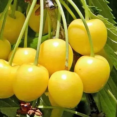 Черешня РОССОШАНСКАЯ ЗОЛОТАЯ  Черешня РОССОШАНСКАЯ ЗОЛОТАЯ в Архангельске