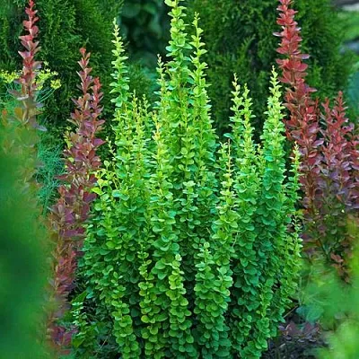 Барбарис ЭРЕКТА тунберга  Барбарис ЭРЕКТА тунберга в Архангельске