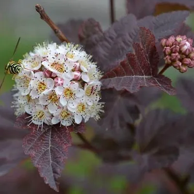 Пузыреплодник  Пузыреплодник в Архангельске