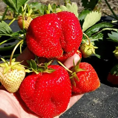 Клубника АПРИКА в Архангельске