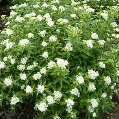 Спирея АЛЬБИФЛОРА японская в Архангельске