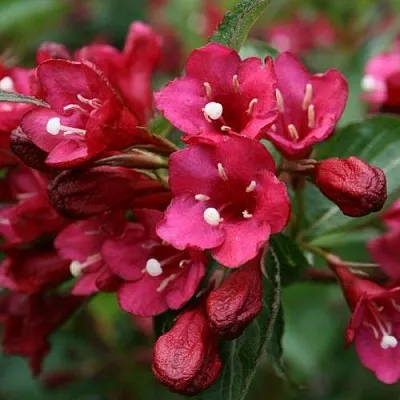 Вейгела ЕВА РАТКЕ  Вейгела ЕВА РАТКЕ в Архангельске