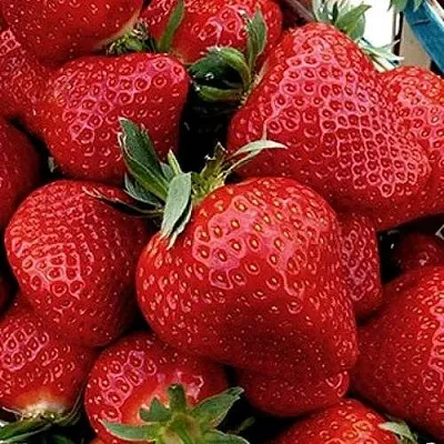 Клубника КЛЕРИ в Архангельске