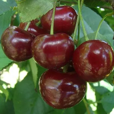 Дюк КОРМИЛИЦА  Дюк КОРМИЛИЦА в Архангельске