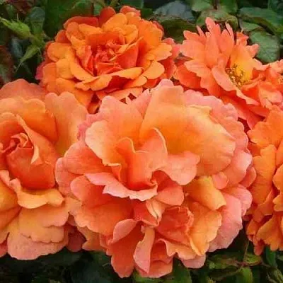 Саженцы роз БРИДЖ ОФ САЙЗ плетистая  Саженцы роз БРИДЖ ОФ САЙЗ плетистая в Архангельске