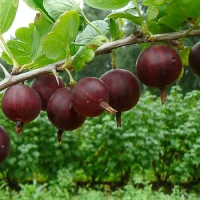 крыжовник Крыжачок крыжовник Крыжачок