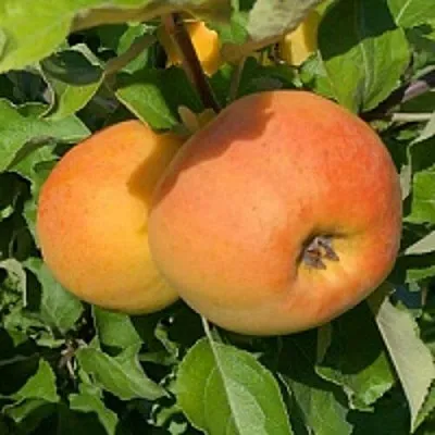 Яблоня АНТОНОВКА ЗОЛОТАЯ  Яблоня АНТОНОВКА ЗОЛОТАЯ в Архангельске