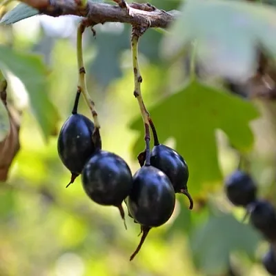 Смородина золотистая ДУСТЛИК в Архангельске