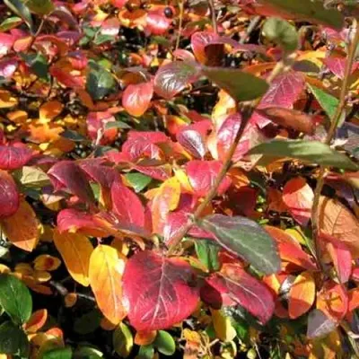 Кизильник блестящий в Архангельске