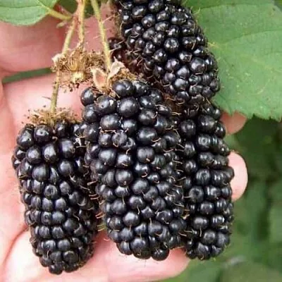 Ежевика ЛОХ НЕСС бесшипная  Ежевика ЛОХ НЕСС бесшипная в Архангельске