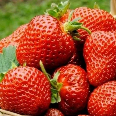 Клубника ФЛОРЕНС в Архангельске