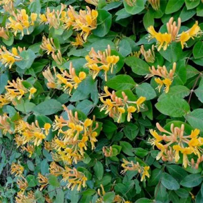 Жимолость ТЕЛЬМАНА в Архангельске