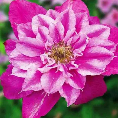 Клематис МАЙ ДАРЛИНГ   Клематис МАЙ ДАРЛИНГ  в Архангельске