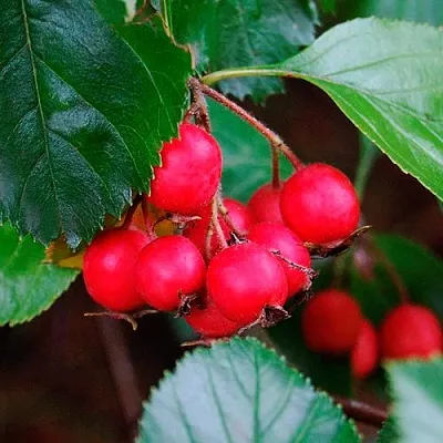 Боярышник ЛЮДМИЛ  Боярышник ЛЮДМИЛ в Архангельске