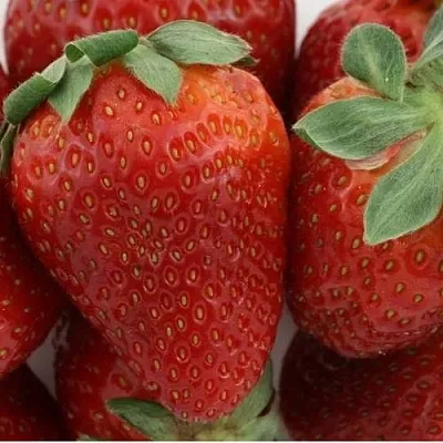 Клубника ФЛАМИНИЯ в Архангельске