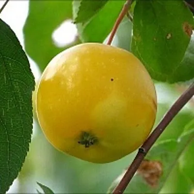 Яблоня КИТАЙКА ЖЁЛТАЯ колонновидная  Яблоня КИТАЙКА ЖЁЛТАЯ колонновидная в Архангельске