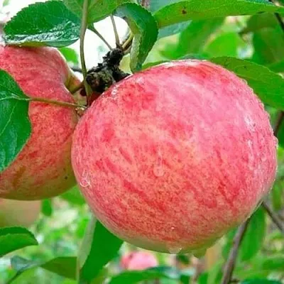 Яблоня КОРИЧНОЕ ПОЛОСАТОЕ в Архангельске