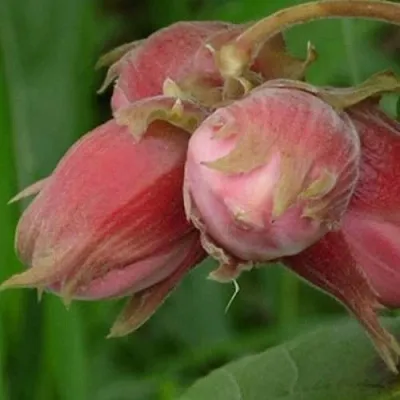 Фундук АКАДЕМИК ЯБЛОКОВ  Фундук АКАДЕМИК ЯБЛОКОВ в Архангельске