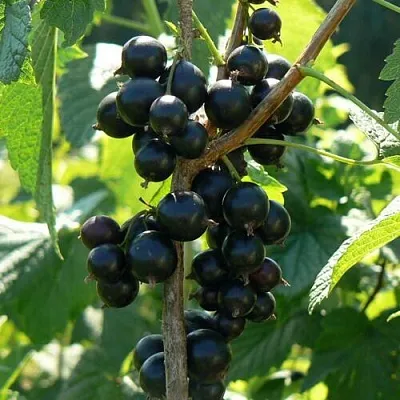 Смородина черная ВОЛОГДА  Смородина черная ВОЛОГДА в Архангельске