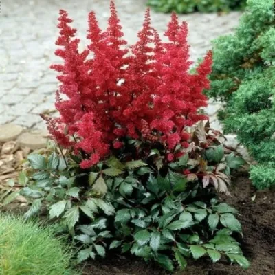 Астильба МОНТГОМЕРИ японская в Архангельске