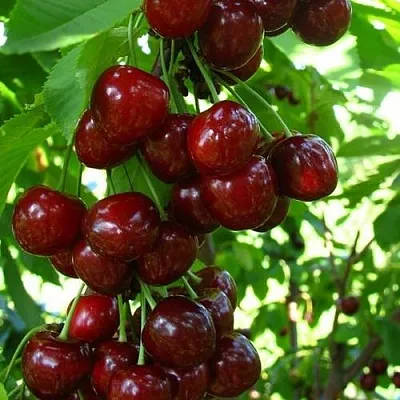 Вишня ВОСТОРГ колонновидная  Вишня ВОСТОРГ колонновидная в Архангельске