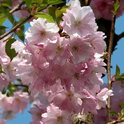 Вишня АККОЛЕЙД цветущая  Вишня АККОЛЕЙД цветущая в Архангельске