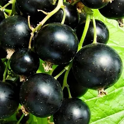 Смородина черная ДАЧНИЦА  Смородина черная ДАЧНИЦА в Архангельске