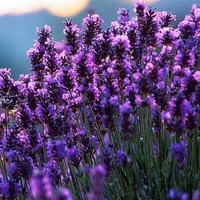 Лаванда  Лаванда в Архангельске