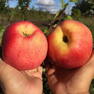 Яблоня КОВРОВОЕ стелющаяся в Архангельске