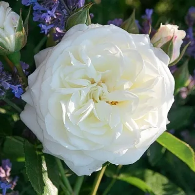 Саженцы роз АЛАБАСТЕР флорибунда  Саженцы роз АЛАБАСТЕР флорибунда в Архангельске