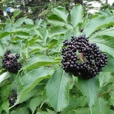 Бузина черная КЛАДЗЕЗЬ  Бузина черная КЛАДЗЕЗЬ в Архангельске