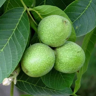 Грецкий орех ЮРИЙ ГАГАРИН  Грецкий орех ЮРИЙ ГАГАРИН в Архангельске