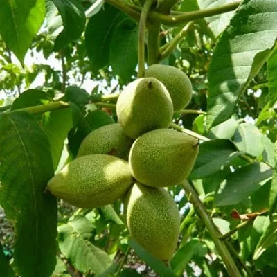 Маньчжурский орех   Маньчжурский орех  в Архангельске